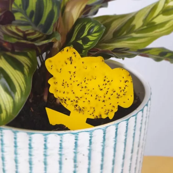 INF Garten-Klebefallen 30er-Pack – gelbe, doppelseitige Fliegen-Klebebretter zur physischen Schädlingsbekämpfung