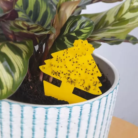 INF Garten Klebe-Fallenplatten Set - 60 doppelseitige gelbe Klebefallen für Fliegen, PP-Klebeplatte mit Kleber und Trennpapier