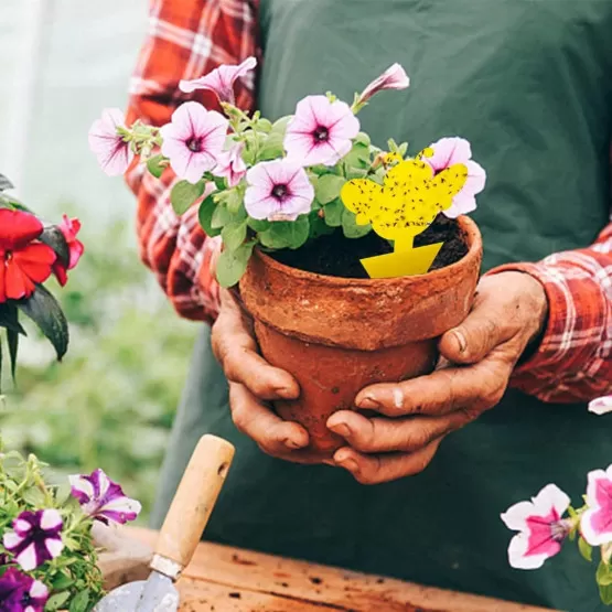 INF Garten Klebe-Fallenplatten Set - 60 doppelseitige gelbe Klebefallen für Fliegen, PP-Klebeplatte mit Kleber und Trennpapier